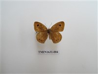 藏品(小波眼蝶)的圖片